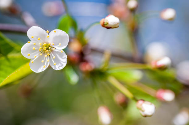 istock A branch of a flowering apple tree on a beautiful blurred background. Macroshooting. 1281941310