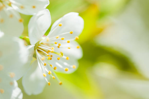 A branch of a flowering apple tree on a beautiful blurred background. Macroshooting.