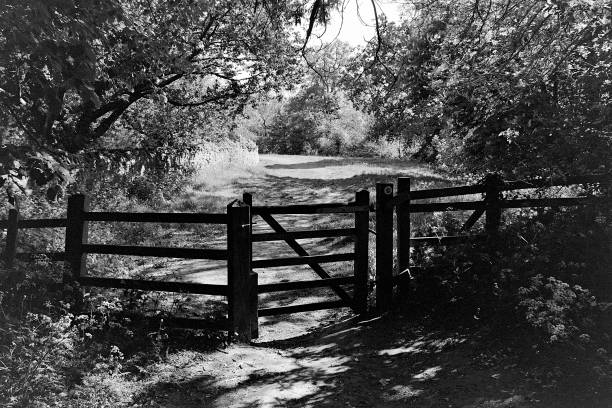 footpath track trail cotswolds trees sunlight scenic landscape generic season - shot on film