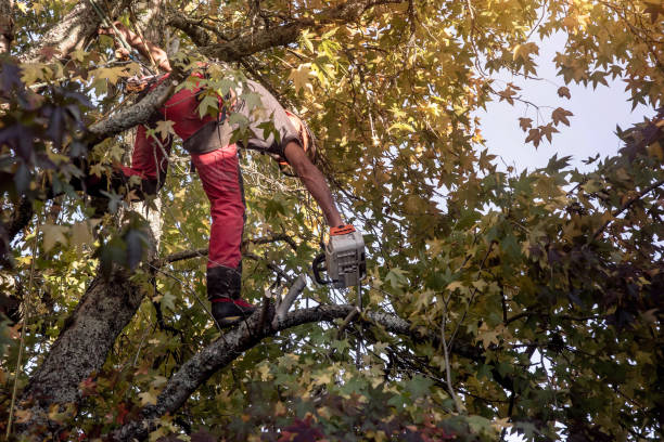 istock professional lumberjack in action 1281944299