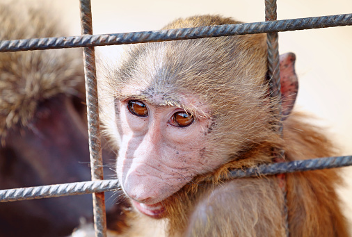 Sad monkey captured in the cage