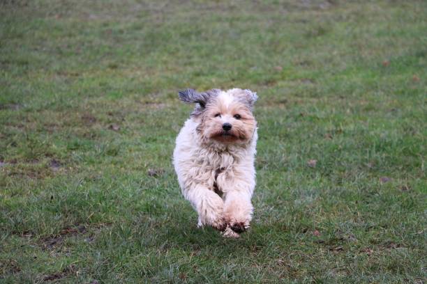 istock white Tibet terrier is running in the garden 1281945610