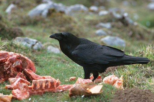Common Raven eating a carrion