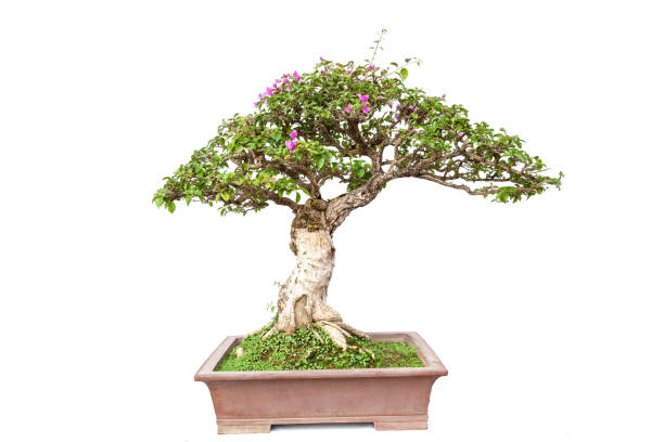 istock Green potted plants 1281947350