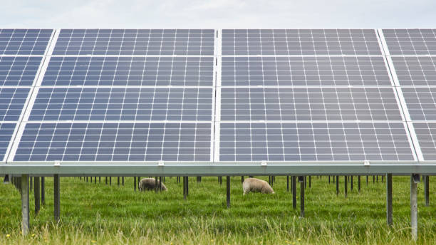 Solar Panels & Sheeps in North Judland, Denmark stock photo