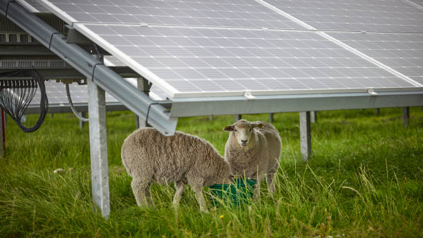 Sheeps Under Solar Panels stock photo