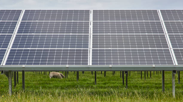 Solar Panels & Sheeps in North Judland, Denmark stock photo
