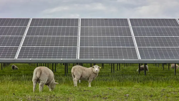 Solar Panels & Sheeps in North Judland, Denmark
