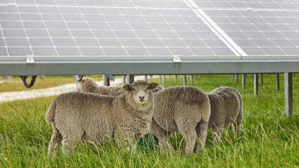 Sheeps under Solar Panels stock photo