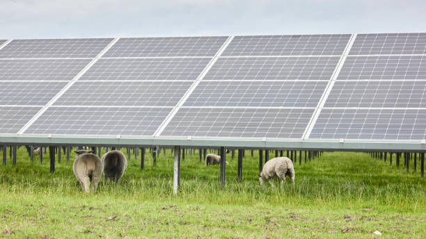 Solar Panels and Sheeps stock photo