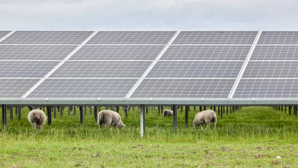 Solar Panels and Sheeps stock photo