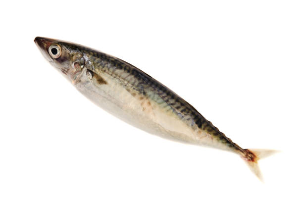 istock Whole mackerel fish isolated on white background 1281949381