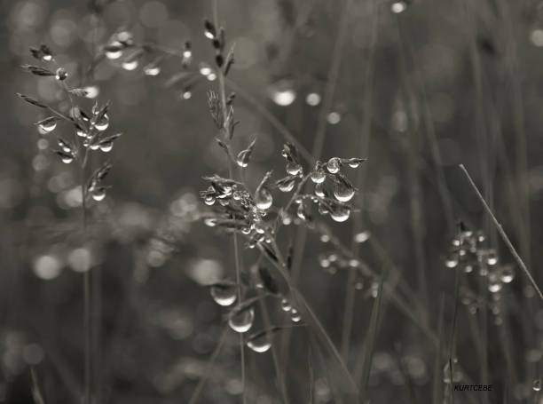 istock autumn, water droplets on flower, water droplets 1281950749