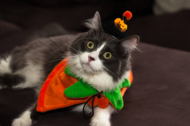 istock Domestic medium hair kitten wearing Halloween costume 1281950751
