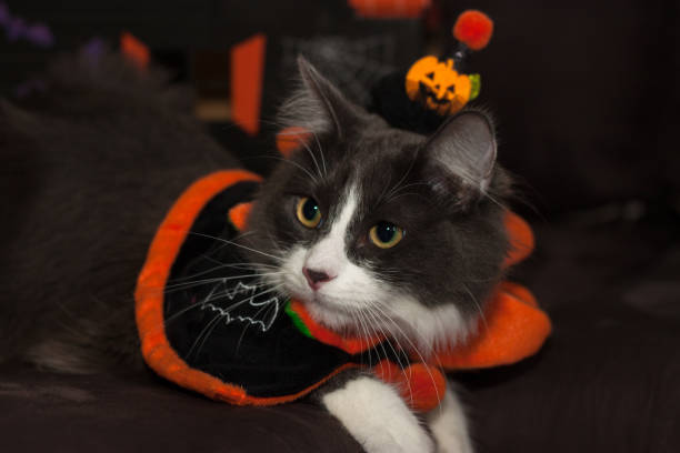 istock Domestic medium hair kitten wearing Halloween costume 1281950929