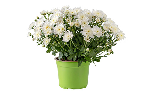 Chrysanthemum multiflora bush in the pot isolated. White flowers and buds autumnal bouquet.
