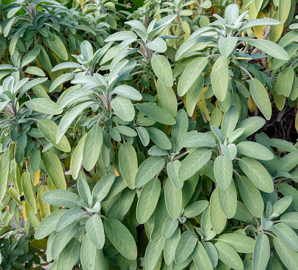 Sage plant grayish leaves. Salvia officinalis.