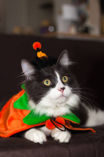istock Domestic medium hair kitten wearing Halloween costume 1281951053