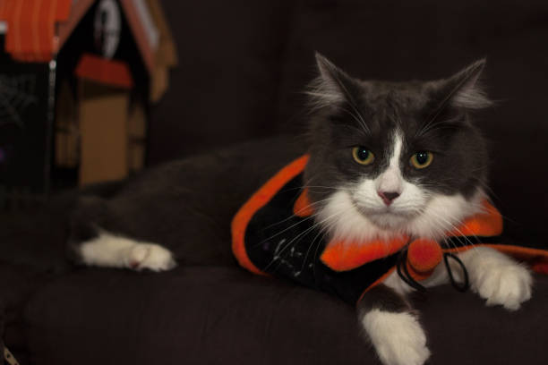 istock Domestic medium hair kitten wearing Halloween costume 1281952071