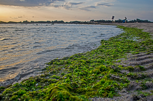Green algae brought by the waves to the beach.