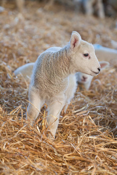 istock White faced new born Lleyn lamb on a farm 1281952804
