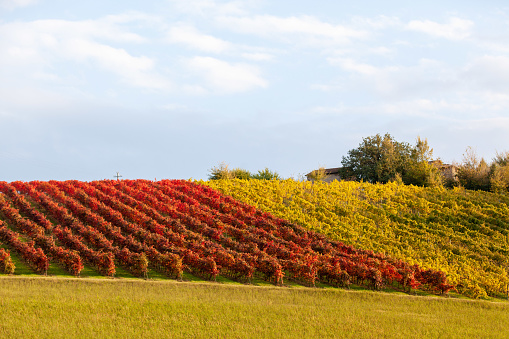Foliage 2020 on the hills in Castelvetro di Modena (Italy). Castelvetro di Modena is the capital of Lambrusco Grasparossa Vineyard, one of the best quality of Lambrusco wine.
