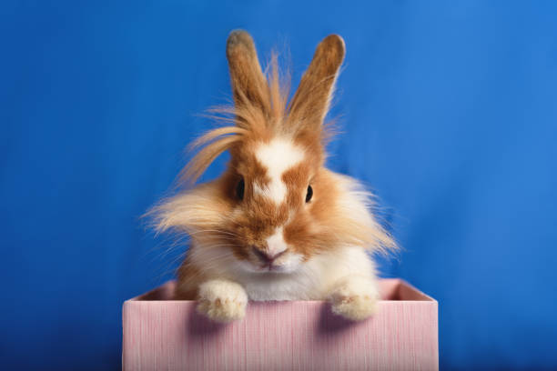 rabbit sitting on white background