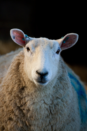 fat white sheep with thick fur on the farm