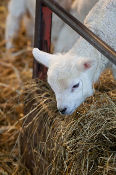 White faced new born Lleyn lamb on a farm at lambing time, UK