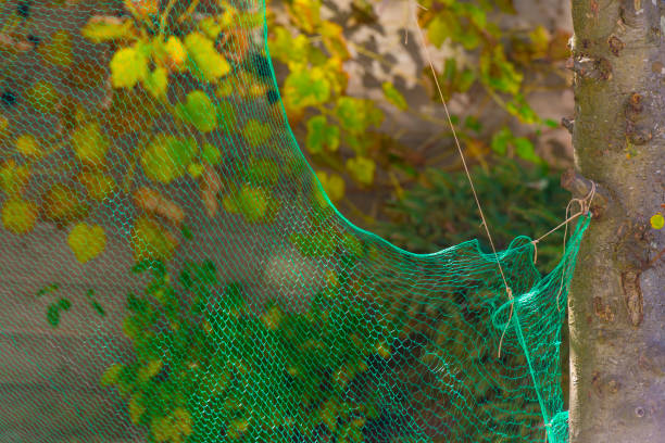 istock Green safety net under an apple tree to catch falling apples in autumn 1281954338