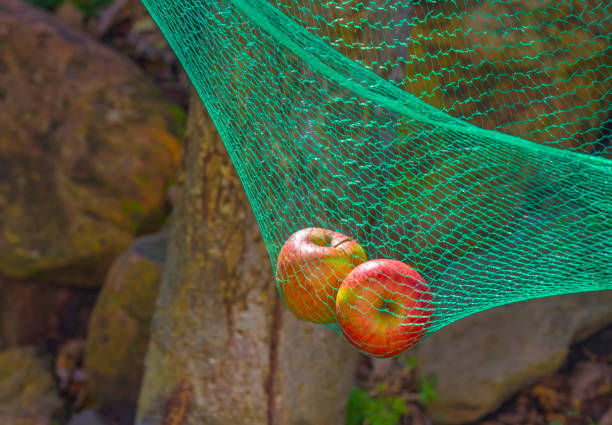 Green safety net under an apple tree to catch falling apples in autumn Green safety net under an apple tree to catch falling apples in autumn, Almere, Flevoland, The Netherlands, October 23, 2020 safety net stock pictures, royalty-free photos & images