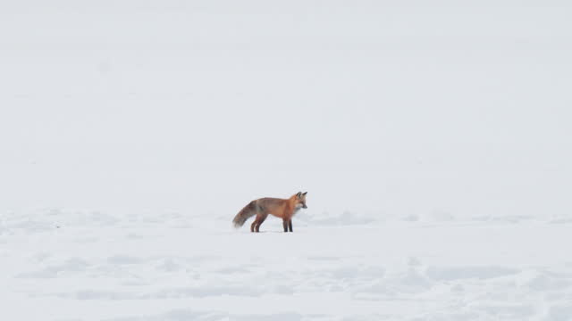 high frame rate clip of a red fox jumping and diving into snow at yellowstone