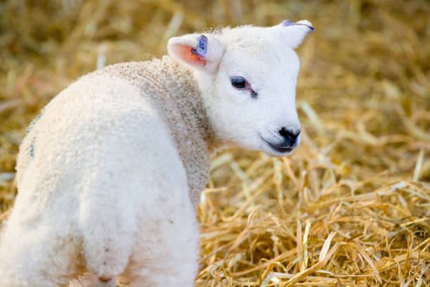 istock White faced new born Lleyn lamb on a farm 1281955139