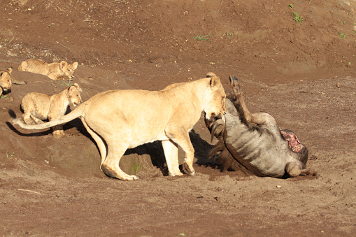 Lions with cubs had killed a wildebeest. Watched at the Northern Tuli Region, a UNESCO world heritage site, at the border to South Africa and Zimbabwe.