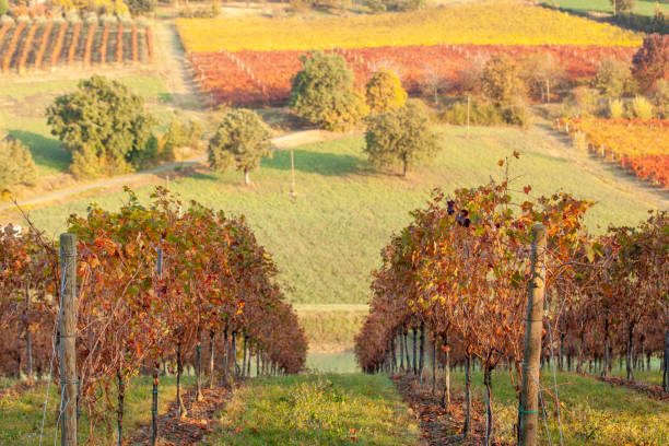 istock Foliage 2020 in Lambrusco Grasparossa Vineyard - Castelvetro di Modena - Italy 1281955174