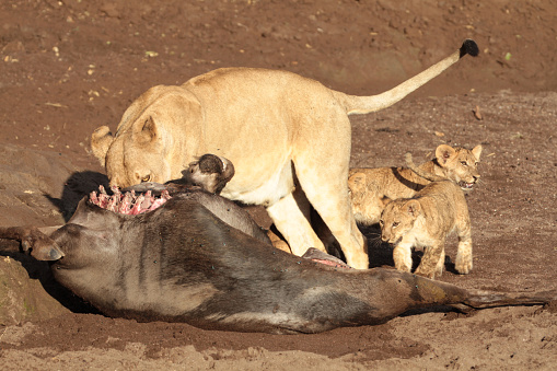 Lions with cubs had killed a wildebeest. Watched at the Northern Tuli Region, a UNESCO world heritage site, at the border to South Africa and Zimbabwe.