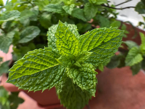 Nature background with green mint leaves