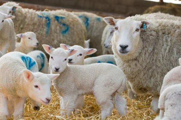 istock White faced new born Lleyn lamb and ewes on a farm 1281955292