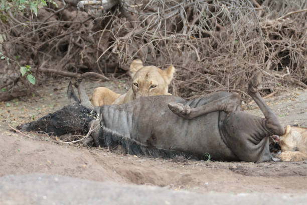 istock Lions had killed a wildebeest, Botswana 1281955325