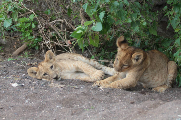 istock Lions had killed a wildebeest, Botswana 1281955398