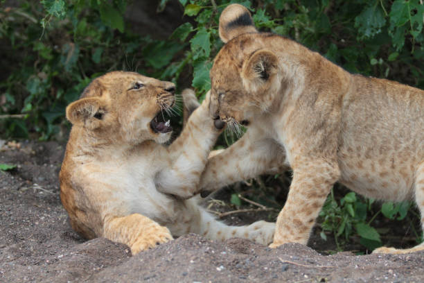 istock Lions had killed a wildebeest, Botswana 1281955425