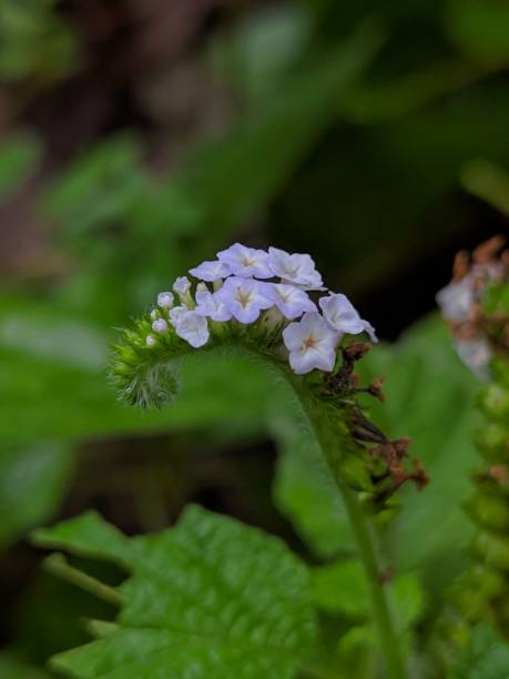 istock small white flowers that resemble obedient birds, aceh indonesia 1281955435