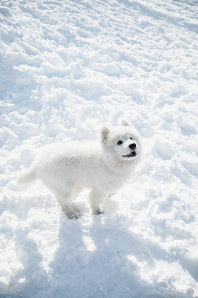 Samoyed dog puppy with the owner play in winter