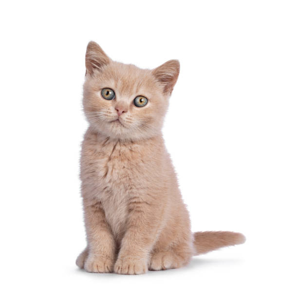istock Creme British Shorthair kitten on white background 1281956244