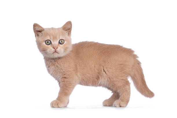 istock Creme British Shorthair kitten on white background 1281956245