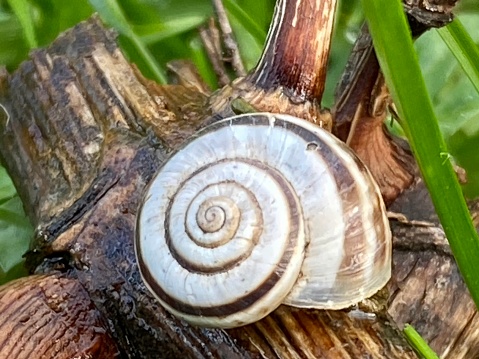 Black and white spiral snail shell close up