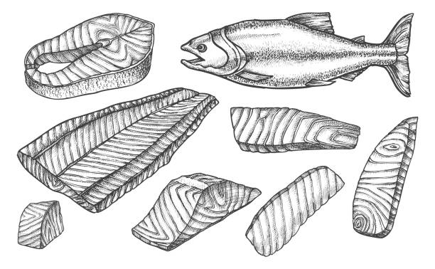 Sketch icons of salmon fish cut, filet and steaks Salmon fish cut filet and steaks slices, vector sketch icons. Salmon fish cut parts for cooking recipe, preparation guide or product package design elements fish drawings stock illustrations