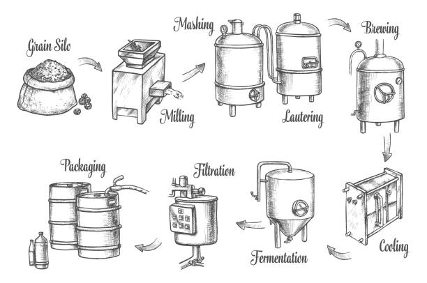 Beer brewery production infographics, sketch icons Beer brewery factory and brewing process infographics, vector sketch icons. Beer production line from barley grain milling, brewing, filtration and fermentation tuns to filtration and barrel packaging brewery stock illustrations