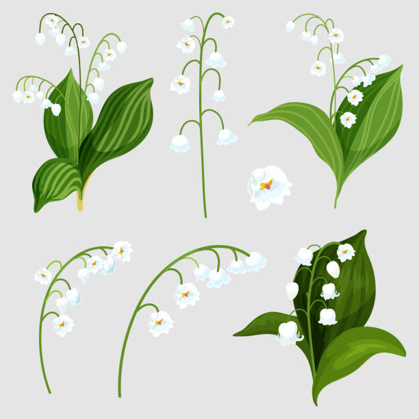 Isolated set lily of the valley bouquet elements Set of isolated lily of the valley bouquet elements. Realistic convallaria majalis plant with white bells. Lily-of-the-valley flora for wedding or spring mother day. May decoration card. Green nature lily of the valley stock illustrations