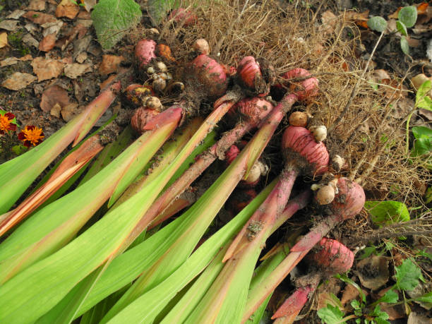 Gladiolus bulbs with leaves dug up from soil for winter storage stock photo